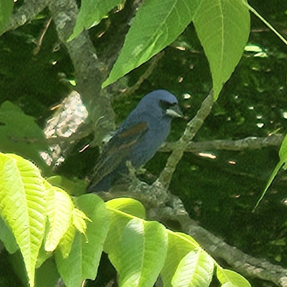 Blue Grosbeak - ML620000661