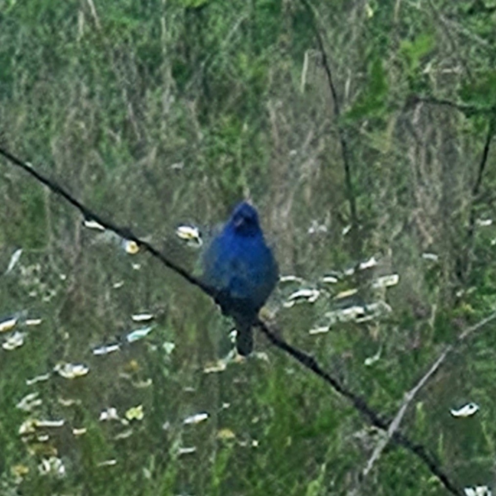 Indigo Bunting - ML620000675