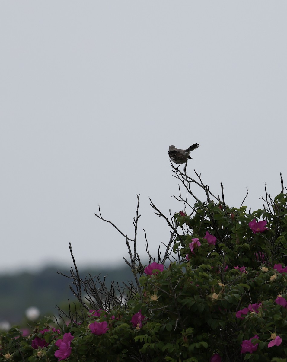 Northern Mockingbird - ML620000679