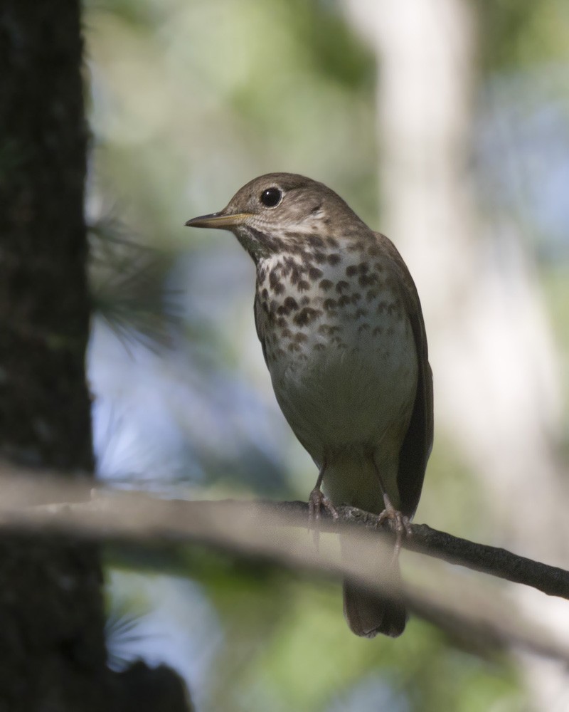 Hermit Thrush - pierre martin