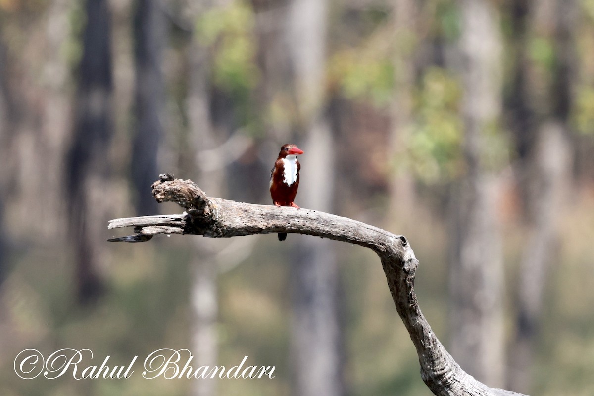 White-throated Kingfisher - ML620000685