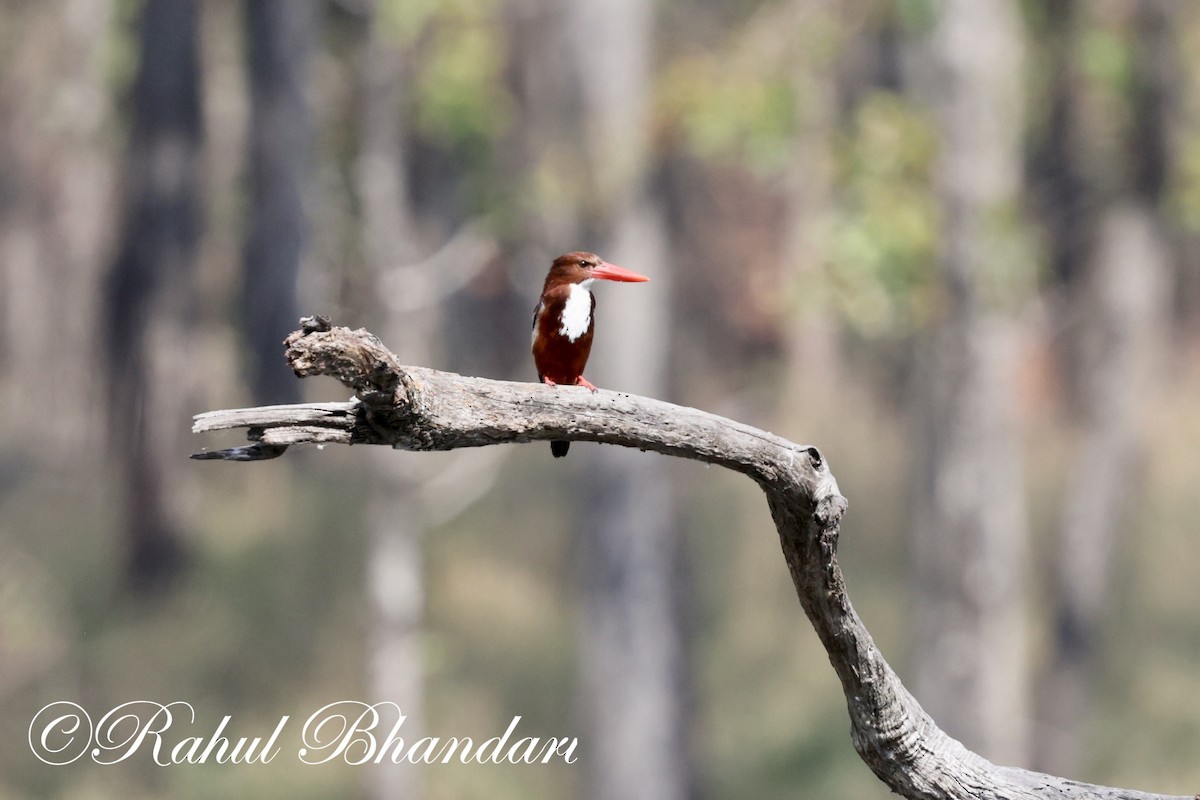 White-throated Kingfisher - ML620000686