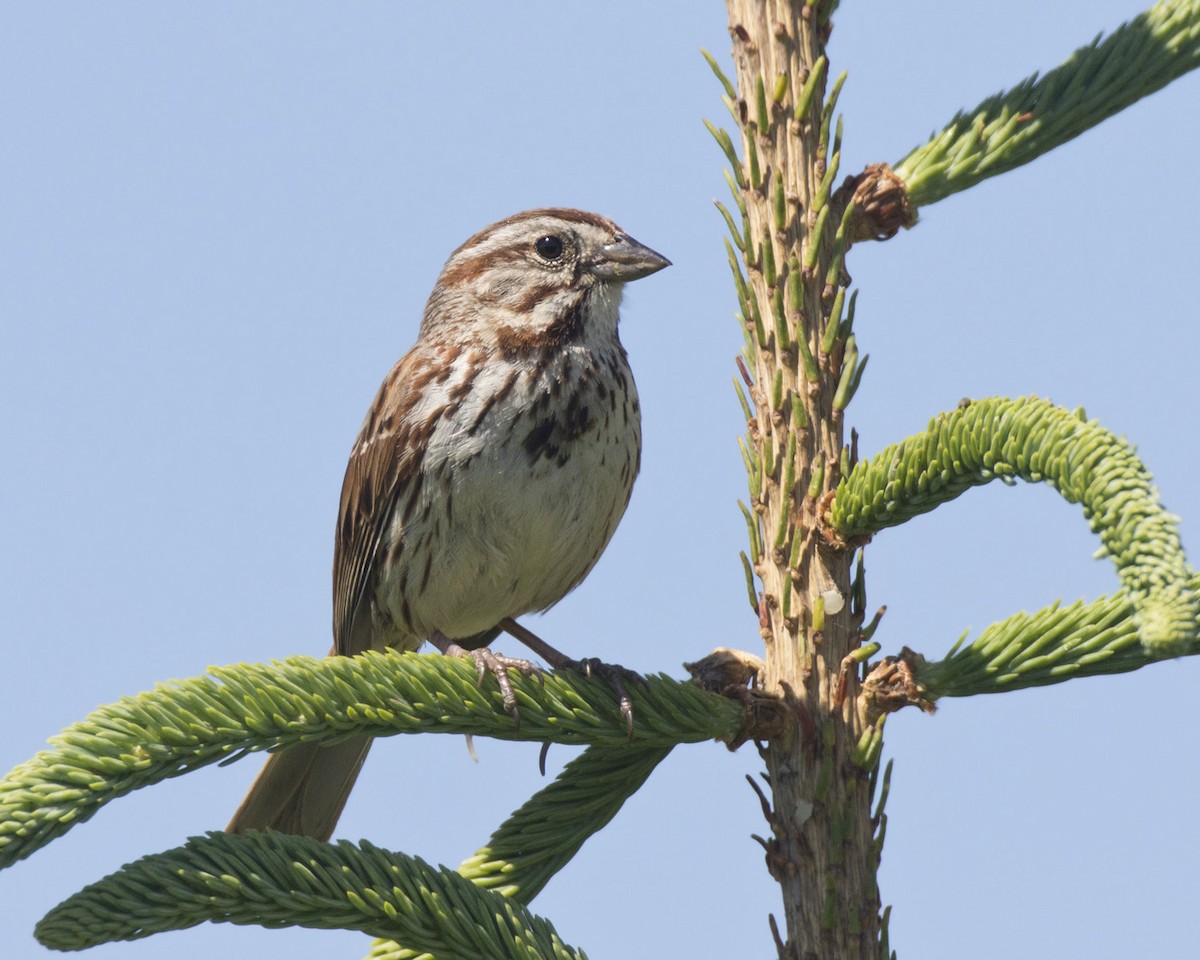 Song Sparrow - ML620000690