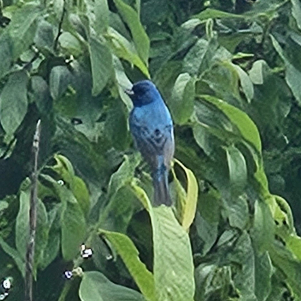 Indigo Bunting - ML620000691