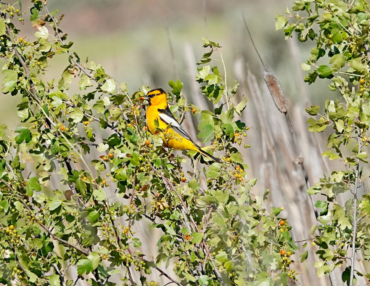 Bullock's Oriole - ML620000693