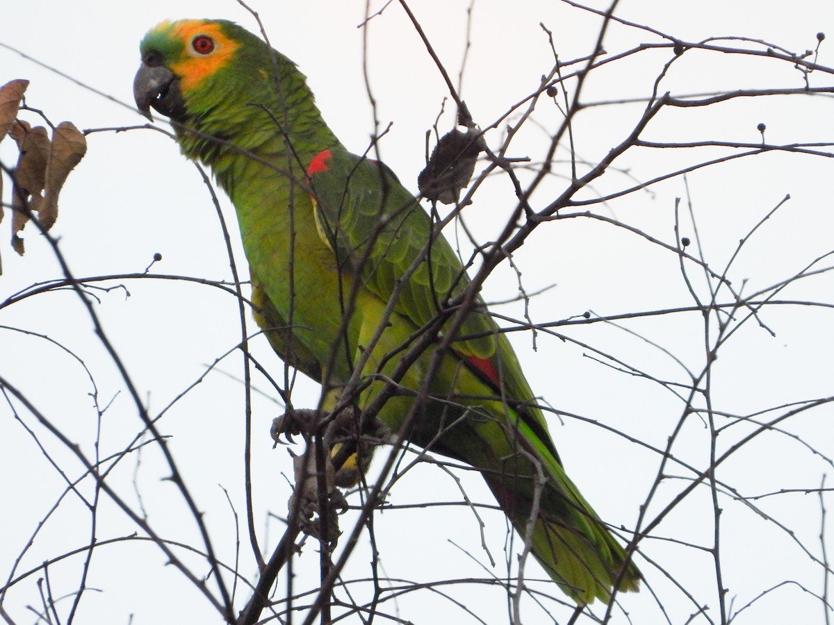 Turquoise-fronted Parrot - ML620000698