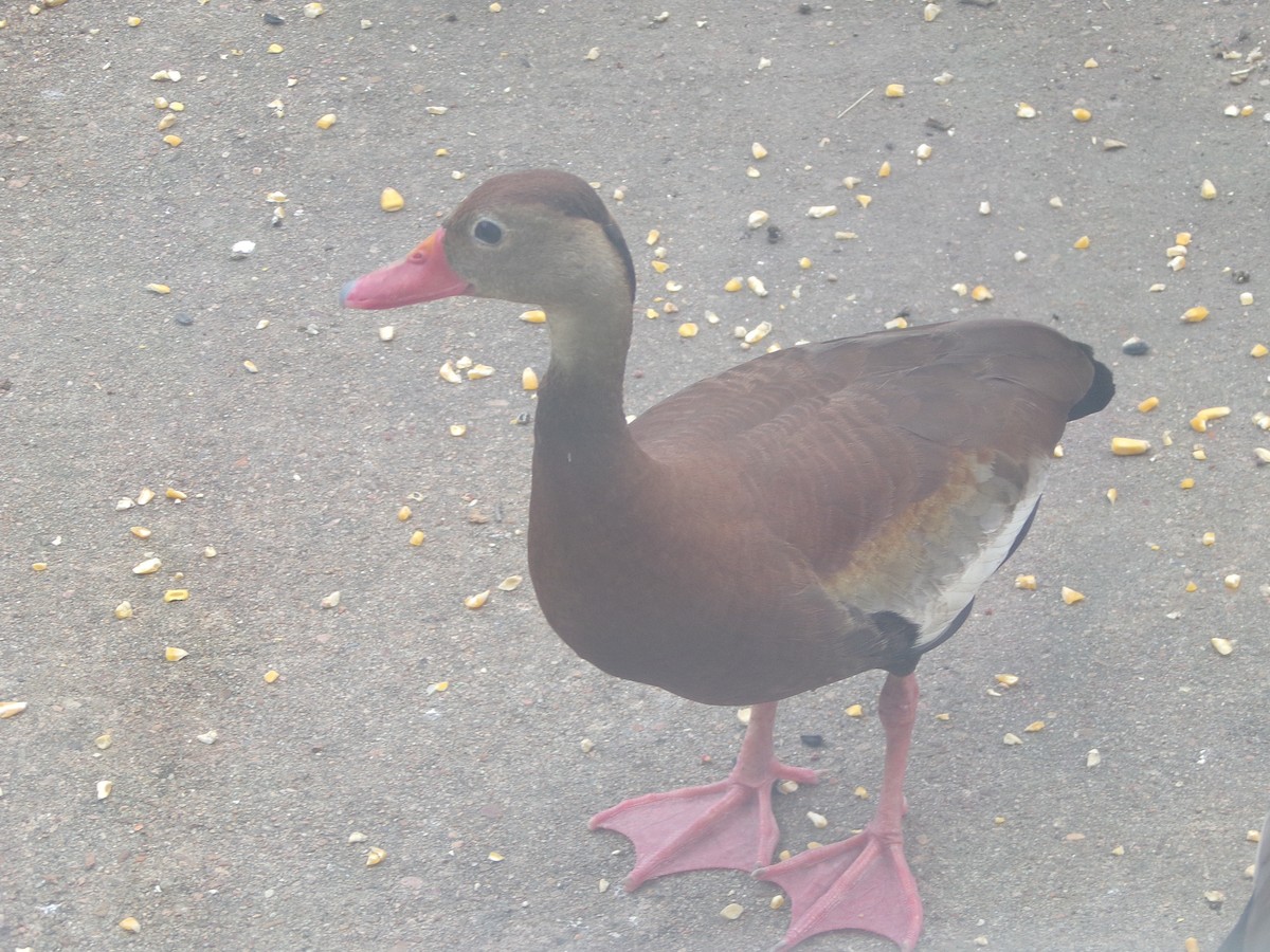 Black-bellied Whistling-Duck - ML620000703