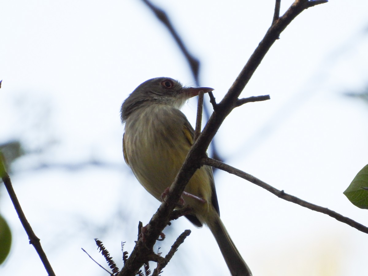 Pearly-vented Tody-Tyrant - ML620000710