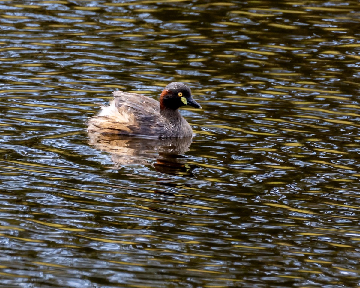 Australasian Grebe - ML620000719