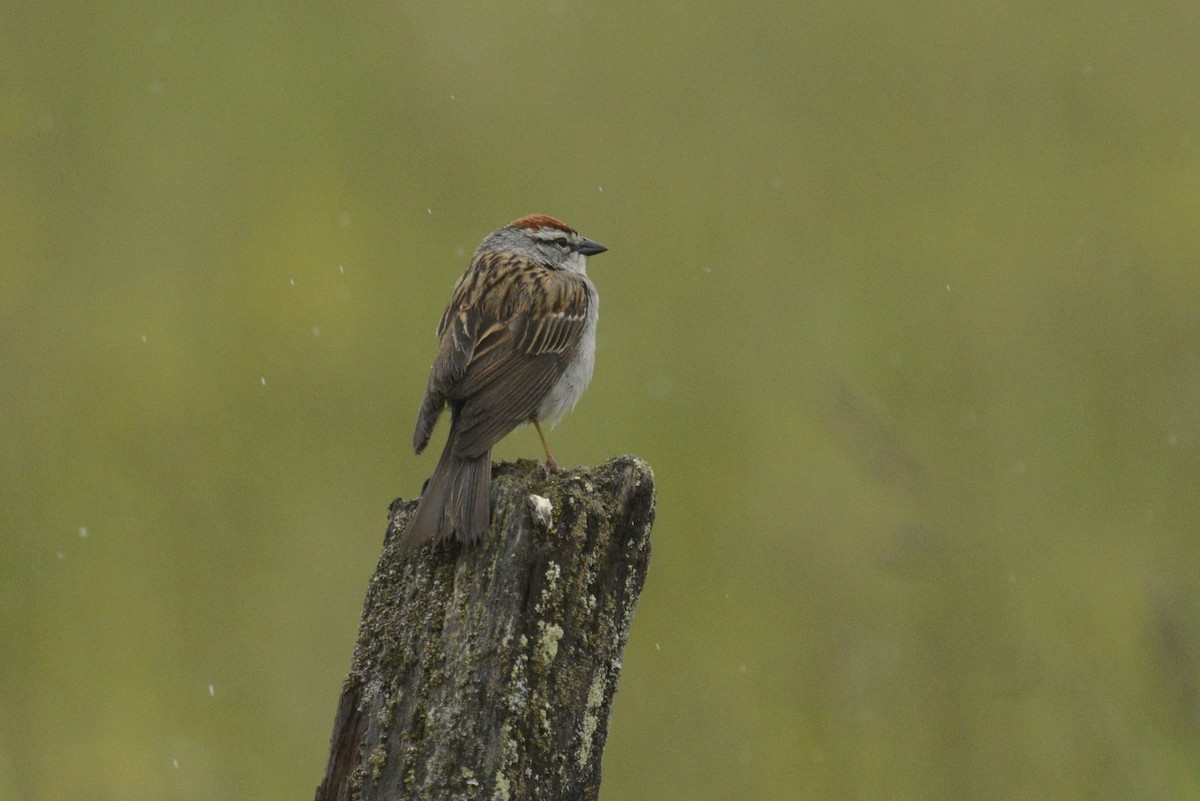 Chipping Sparrow - ML620000728