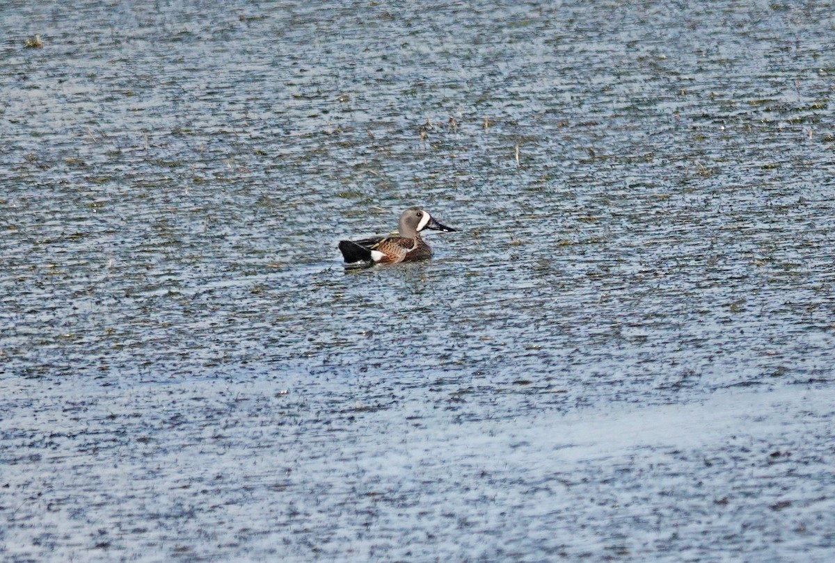 Blue-winged Teal - ML620000736