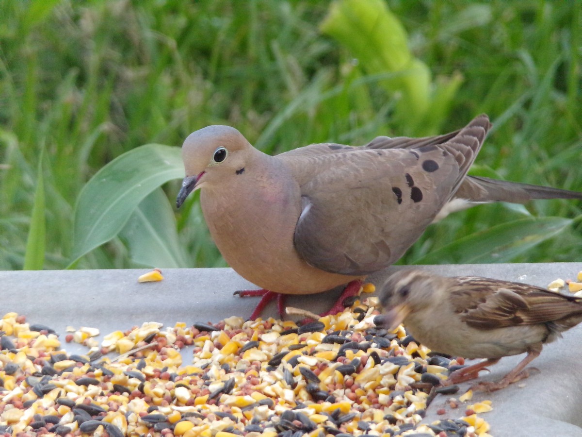 Mourning Dove - ML620000751