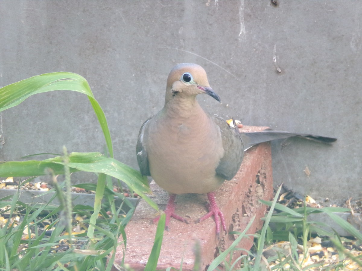 Mourning Dove - ML620000753