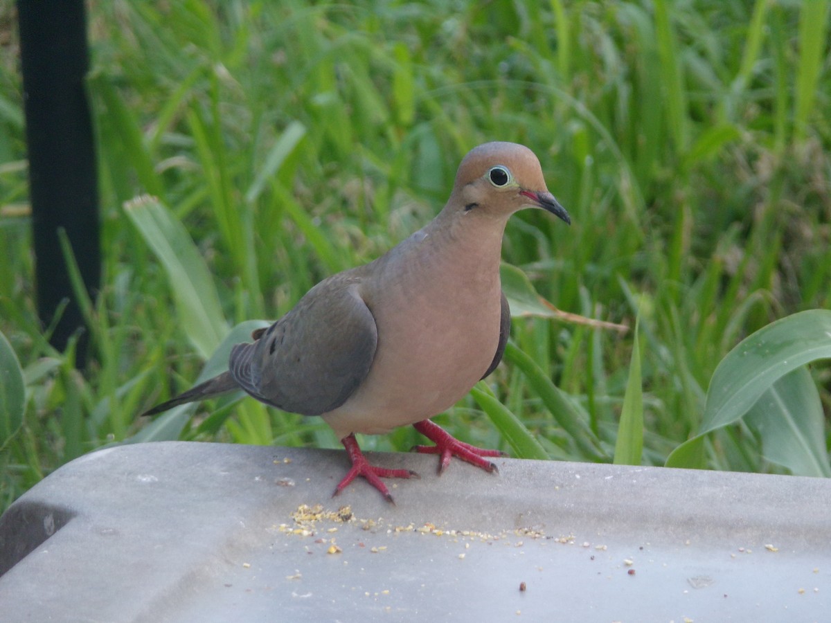 Mourning Dove - ML620000754