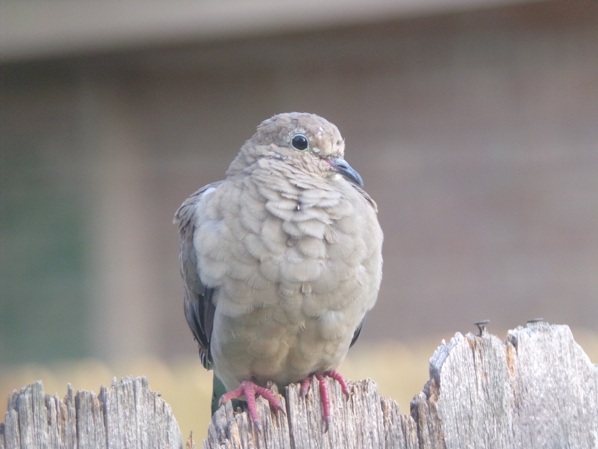 Mourning Dove - ML620000756