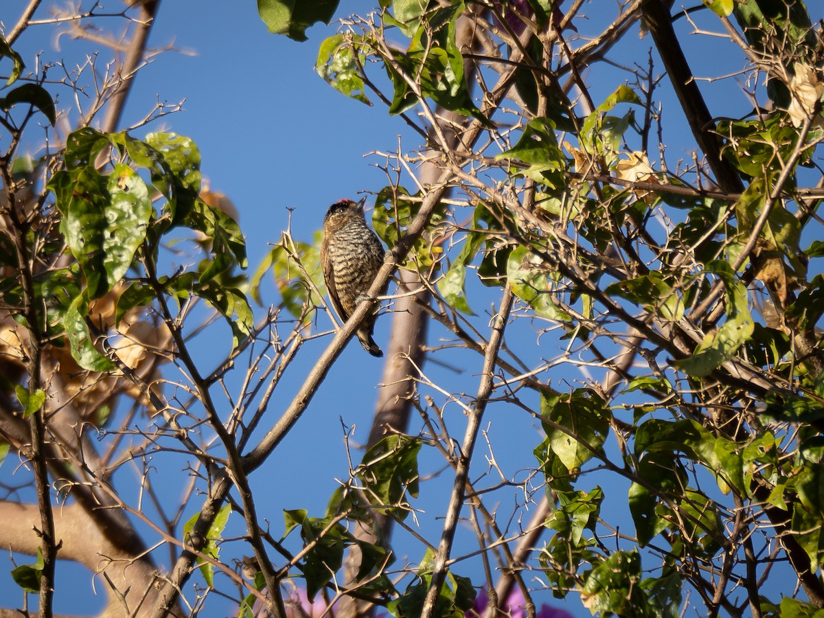 White-barred Piculet - ML620000762