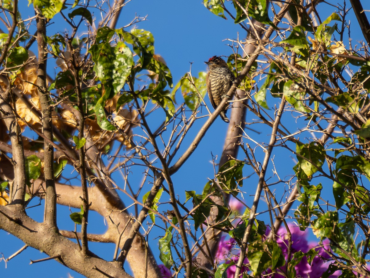 White-barred Piculet - ML620000763