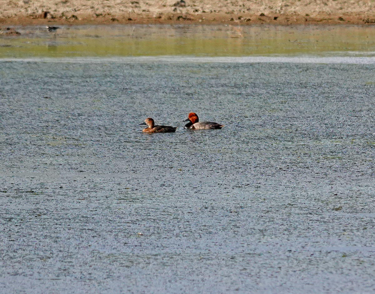 Redhead - ML620000764