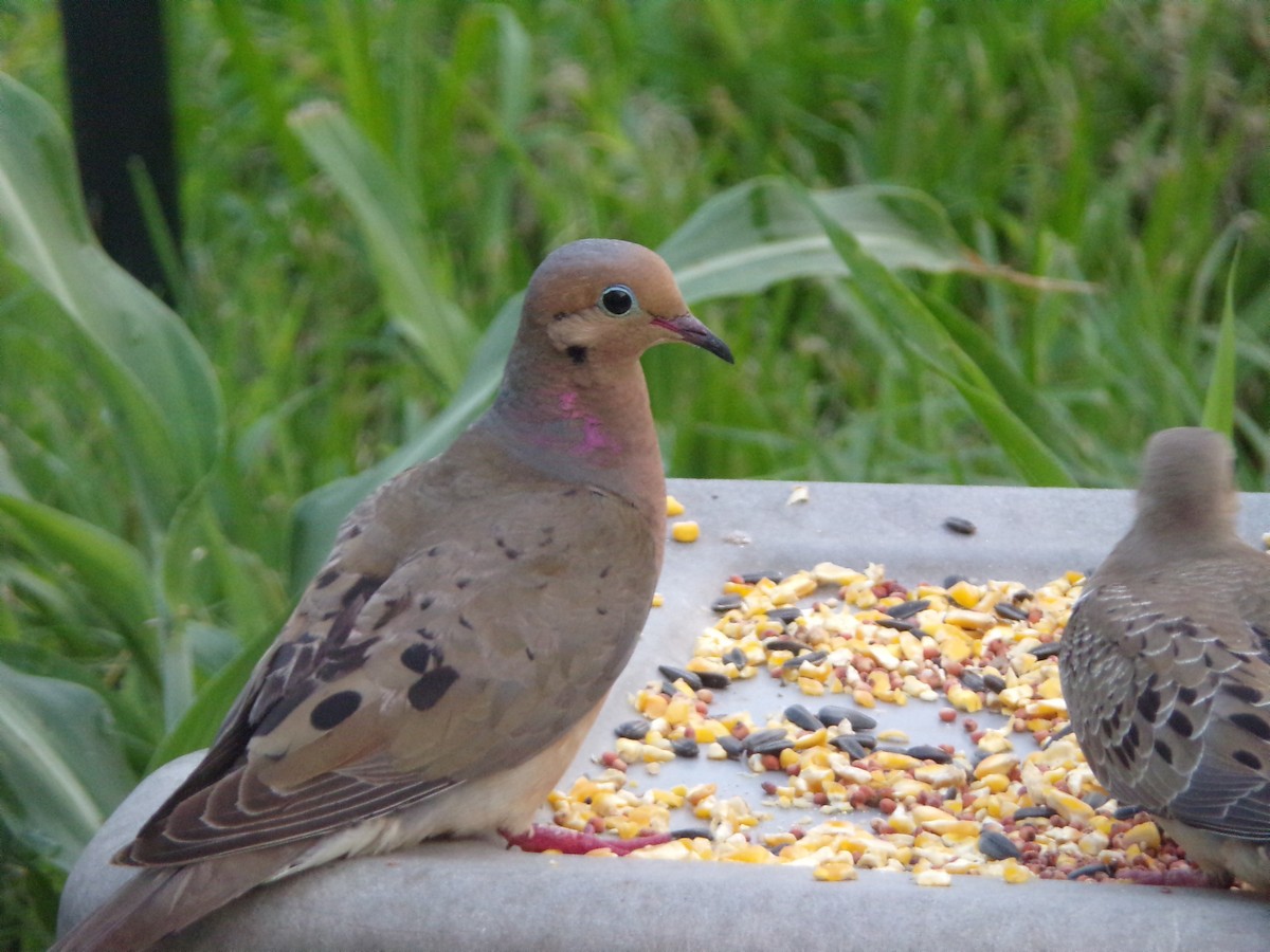 Mourning Dove - ML620000766