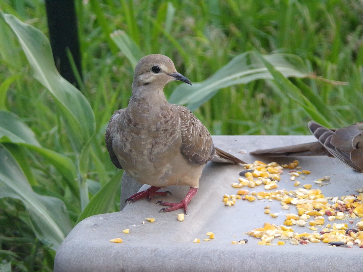 Mourning Dove - ML620000768