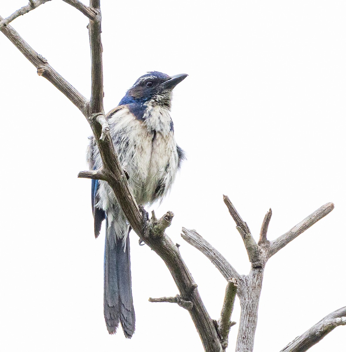 California Scrub-Jay - ML620000769