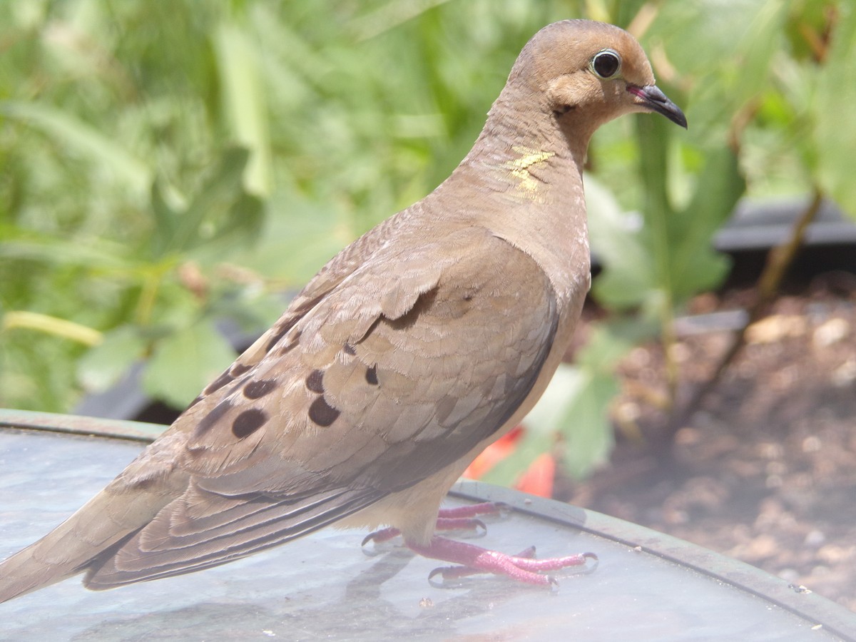 Mourning Dove - ML620000773