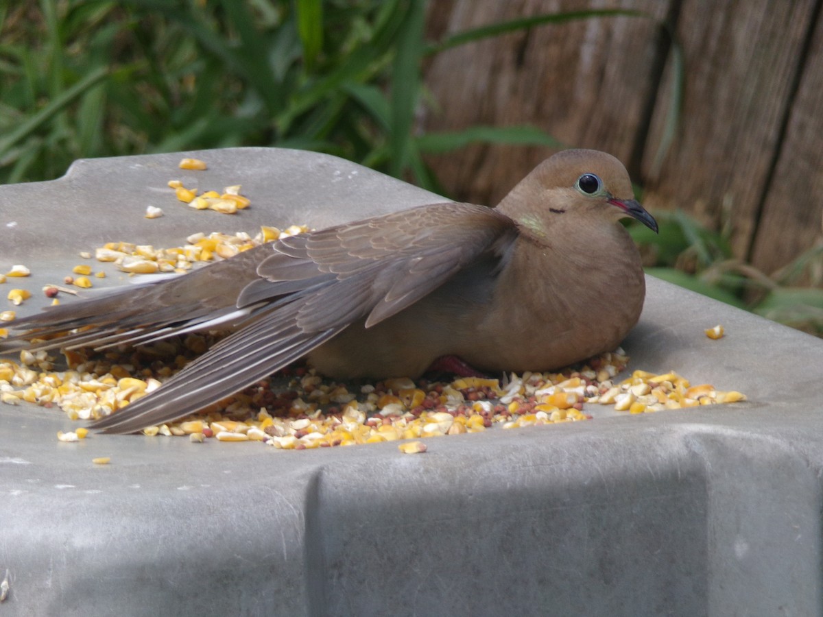 Mourning Dove - ML620000774