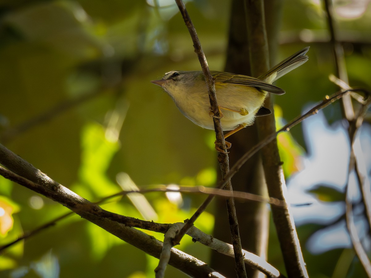 Golden-crowned Warbler - ML620000789