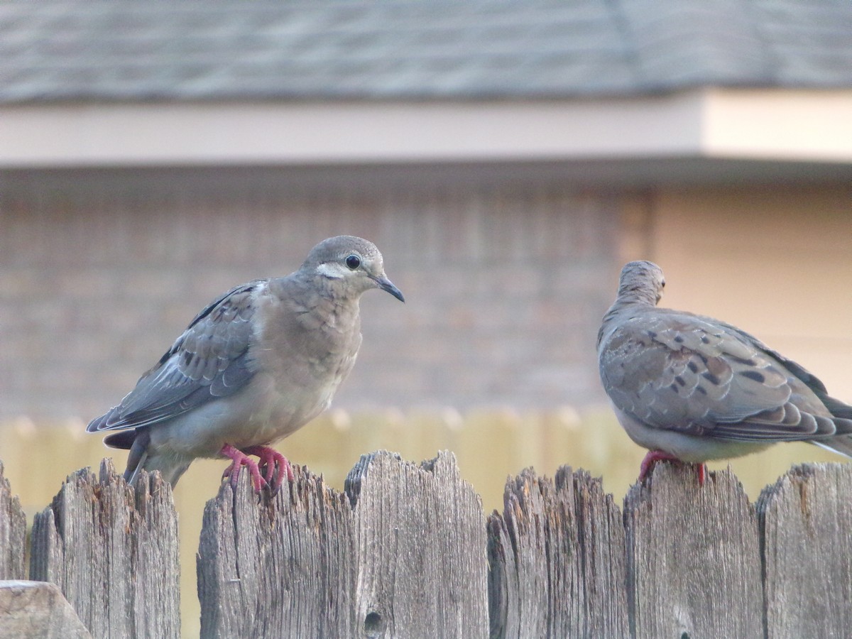 Mourning Dove - ML620000801