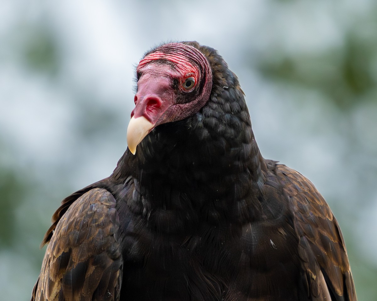 Turkey Vulture - TJ Hastings