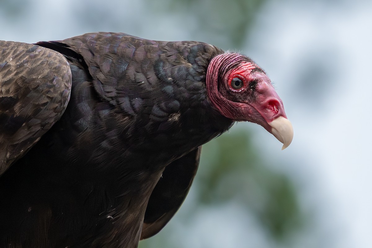 Turkey Vulture - ML620000806