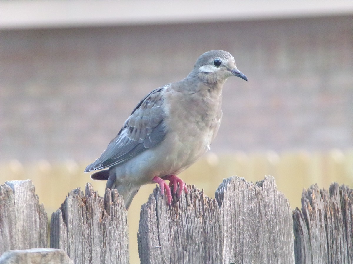 Mourning Dove - ML620000807