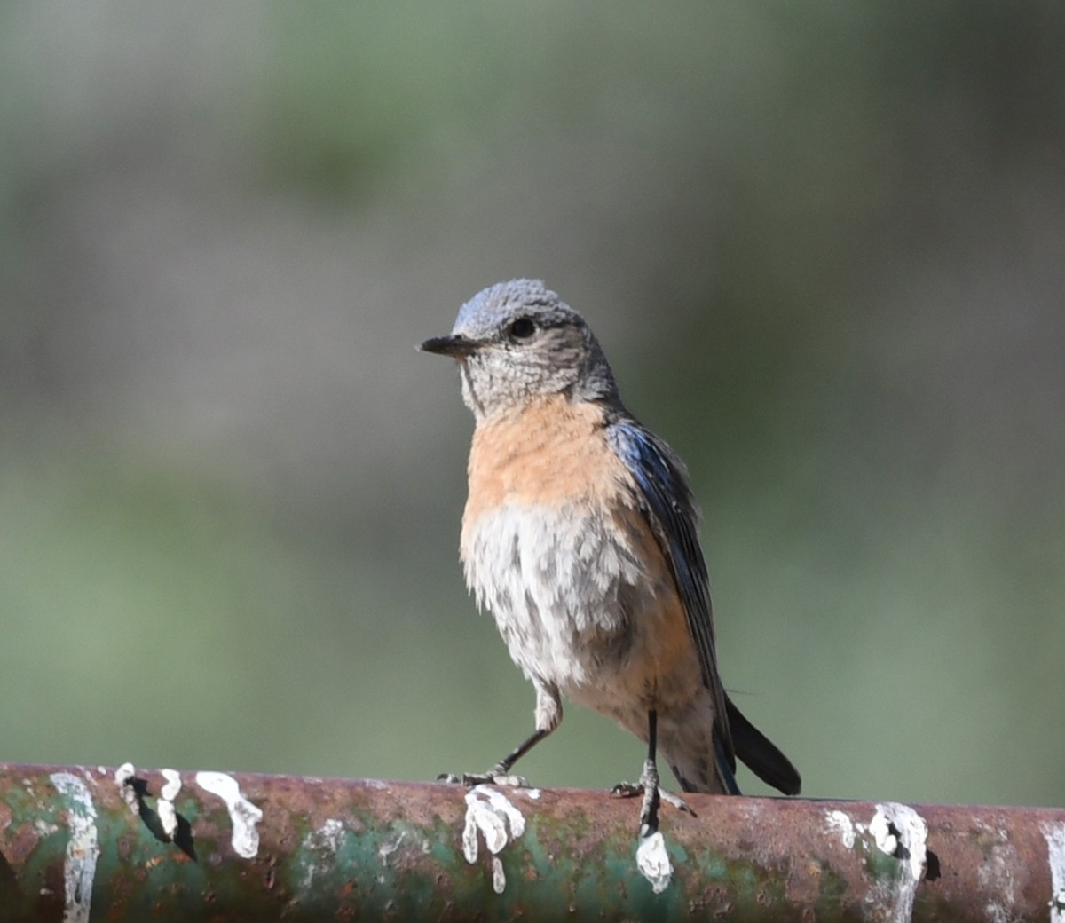 Western Bluebird - ML620000815