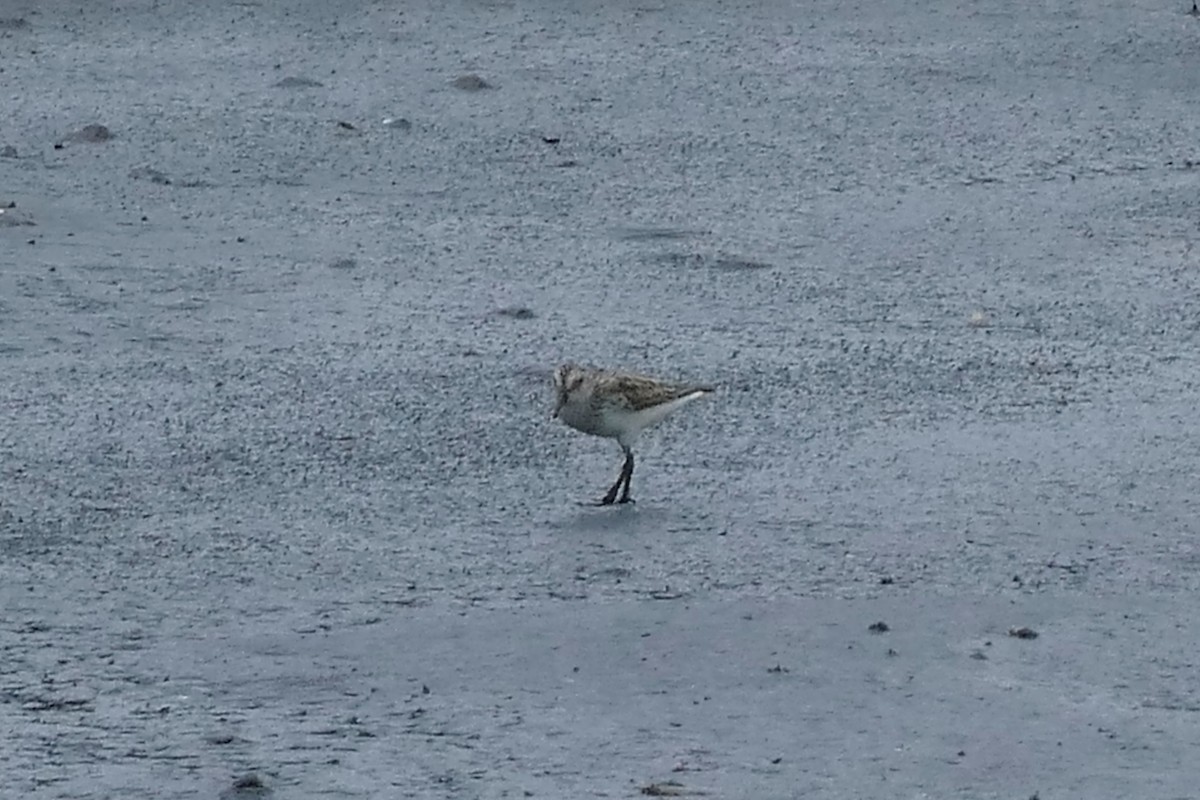 Semipalmated Sandpiper - ML620000833