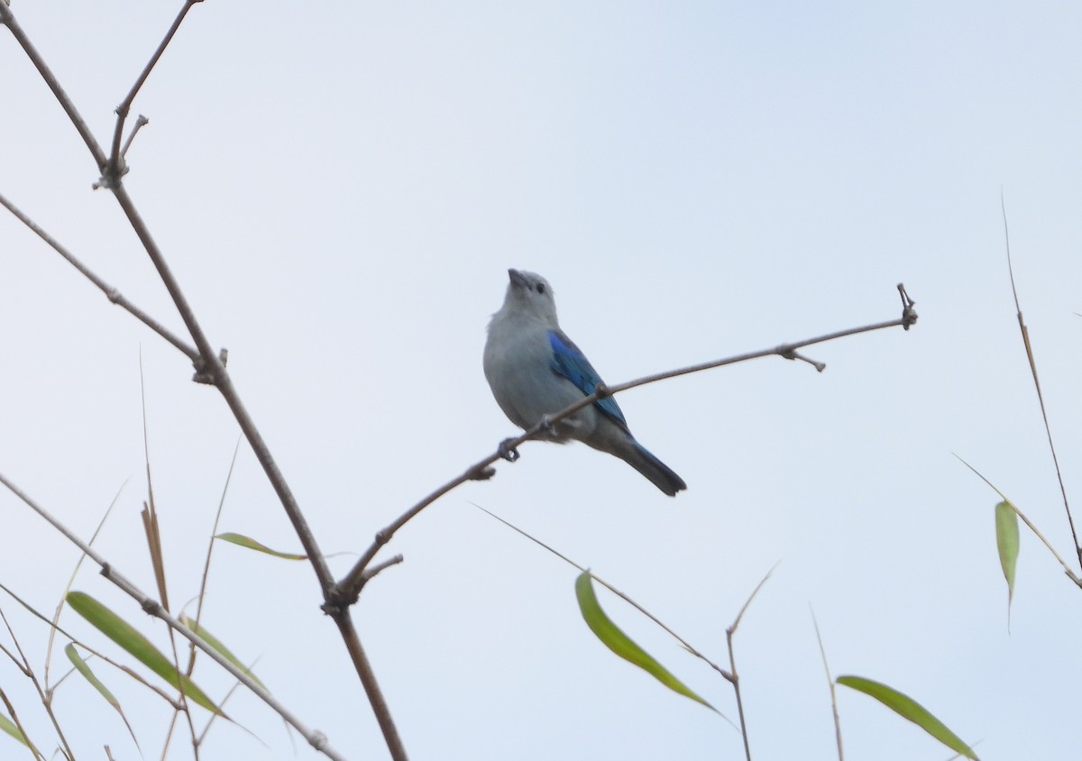 Blue-gray Tanager - ML620000837