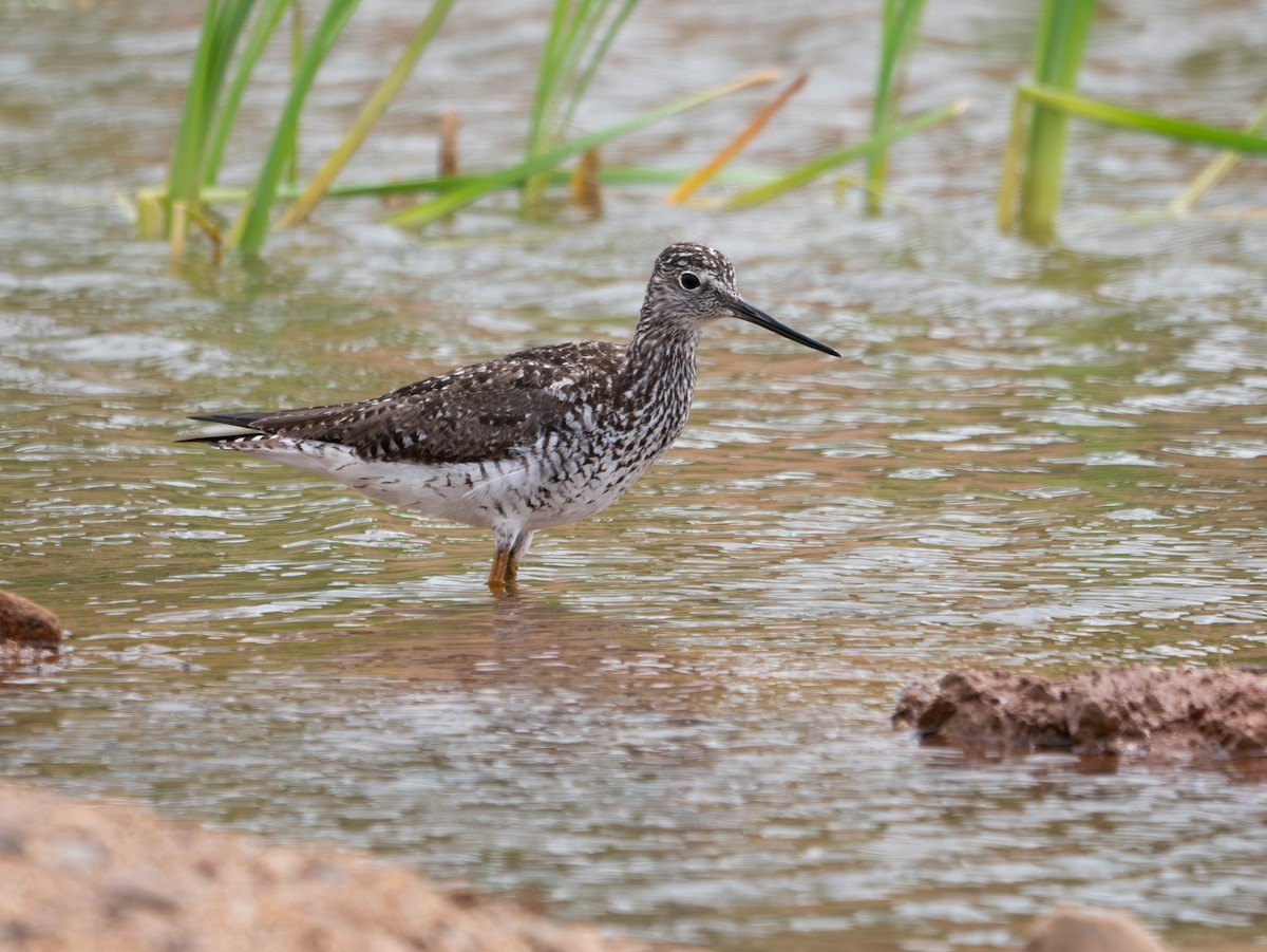 Greater Yellowlegs - ML620000838