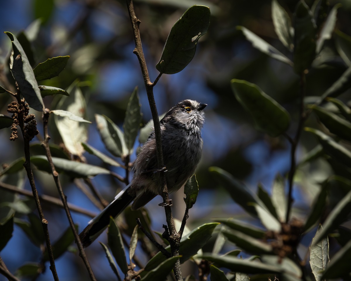 Long-tailed Tit - ML620000839