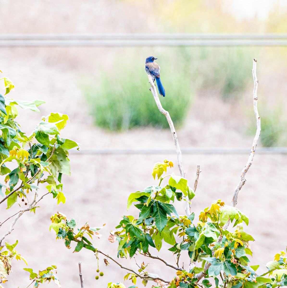 California Scrub-Jay - ML620000843