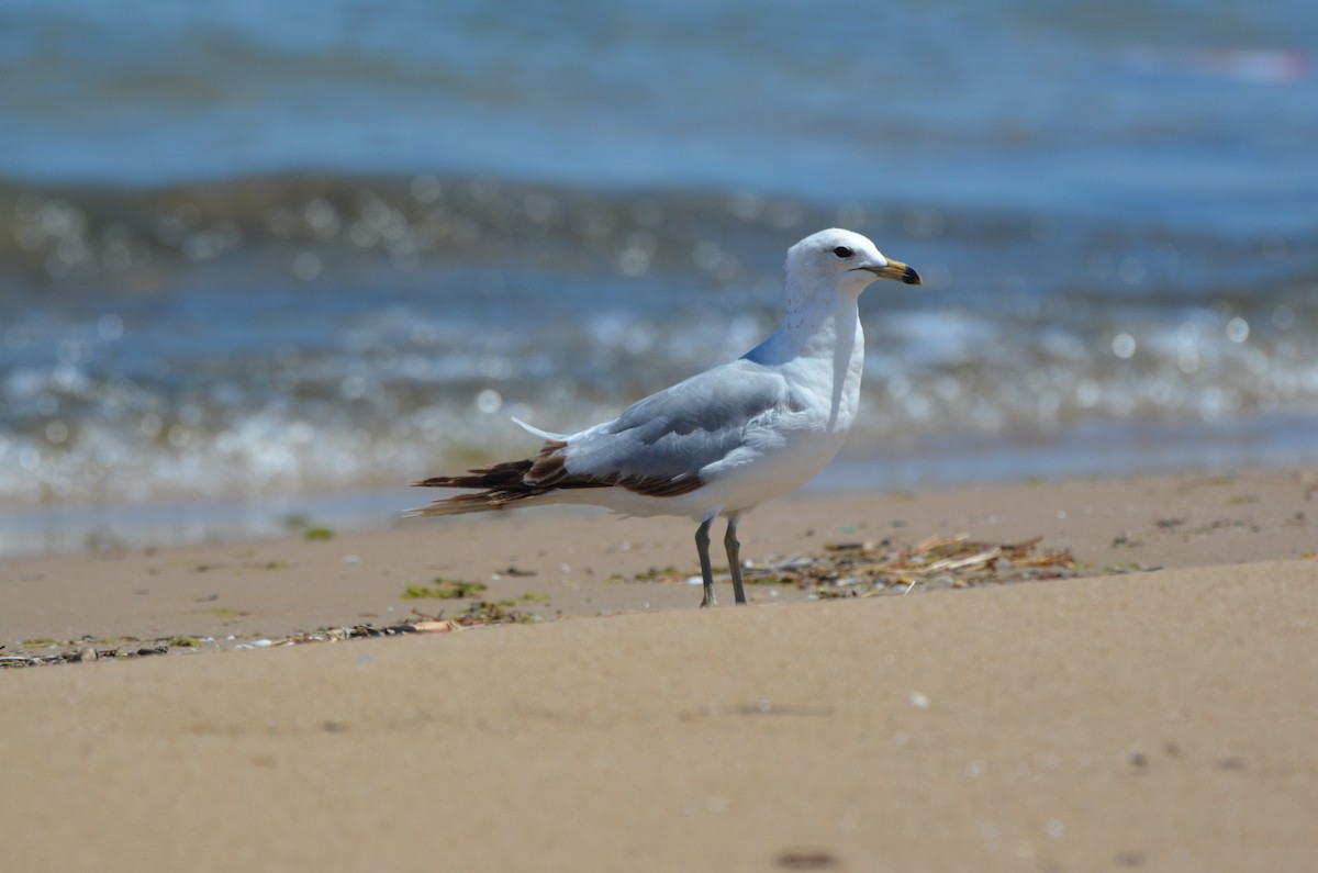 Ring-billed Gull - ML620000844