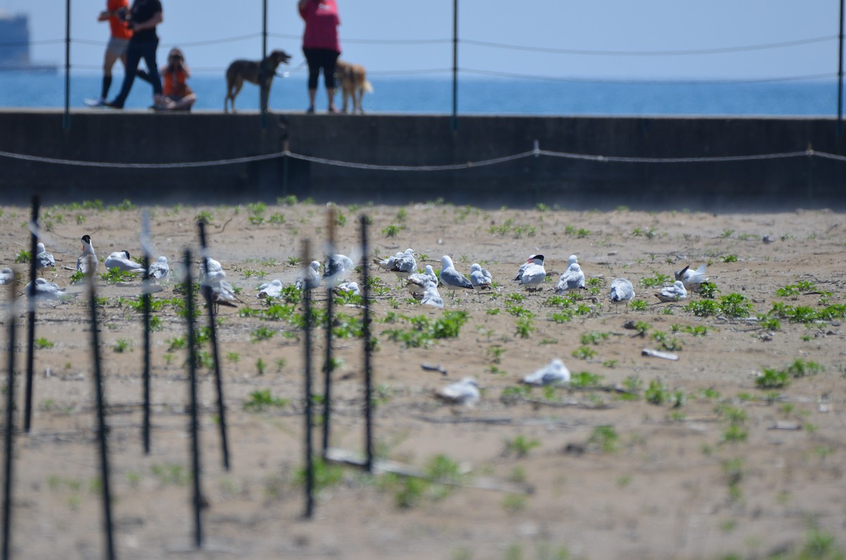 Ring-billed Gull - ML620000845