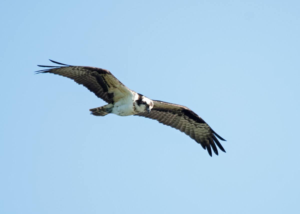 Balbuzard pêcheur - ML620000846