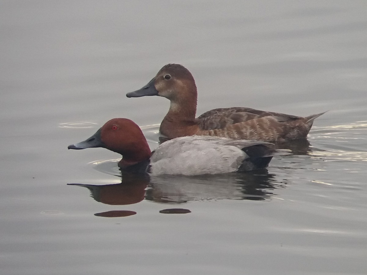 Common Pochard - ML620000847