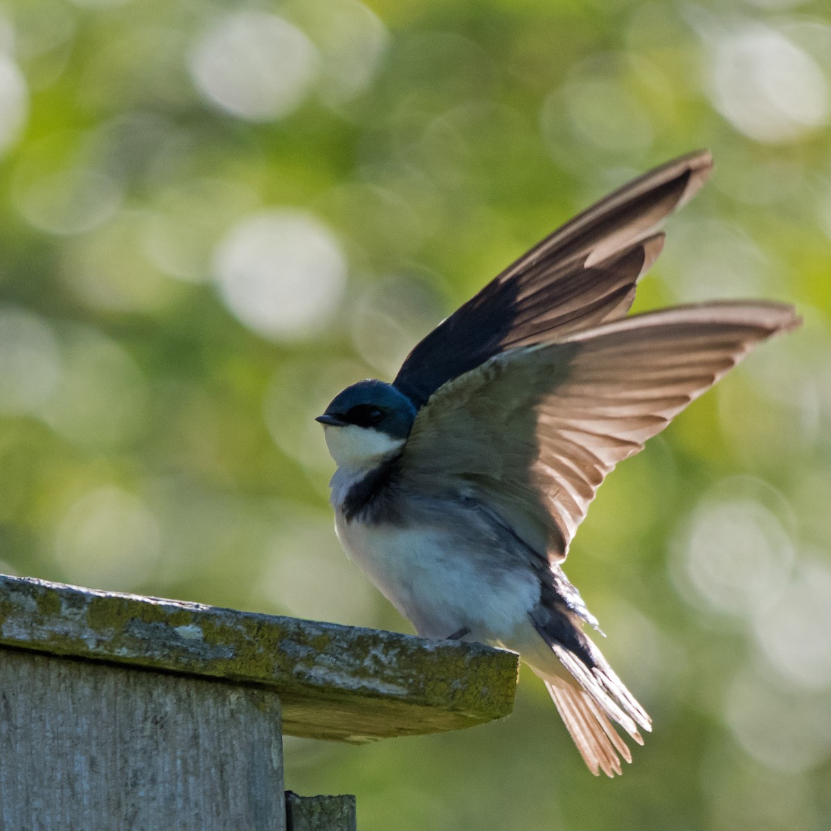 Golondrina Bicolor - ML620000850