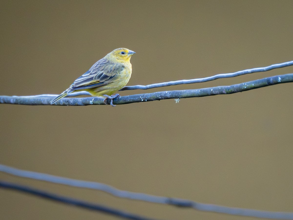 Saffron Finch - ML620000854