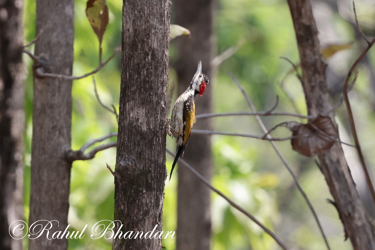 Black-rumped Flameback - ML620000909