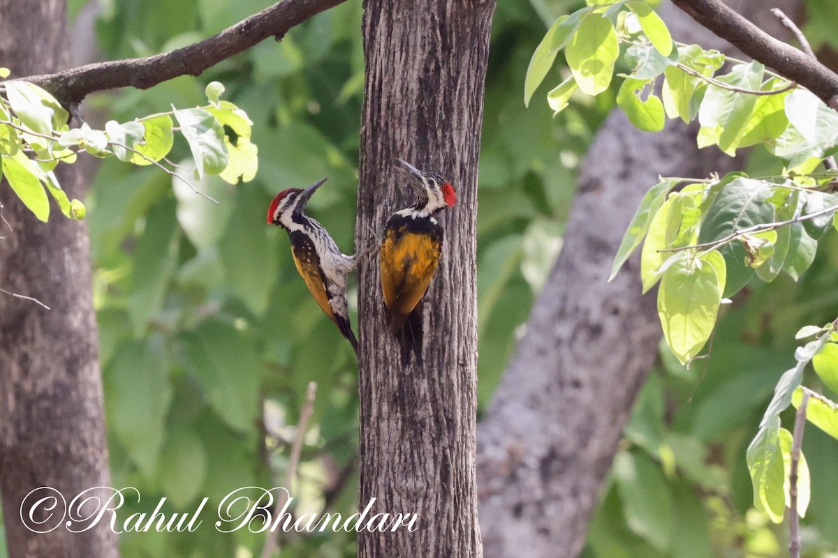 Black-rumped Flameback - ML620000913