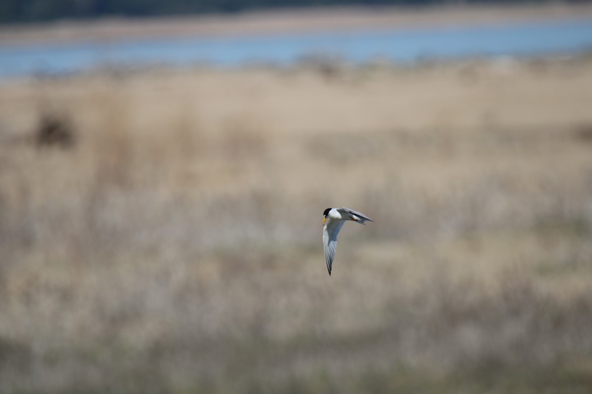 Least Tern - ML620000919