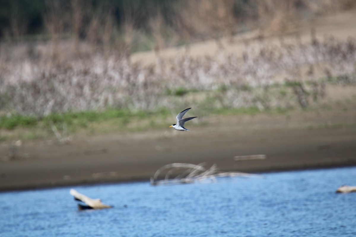 Least Tern - ML620000922