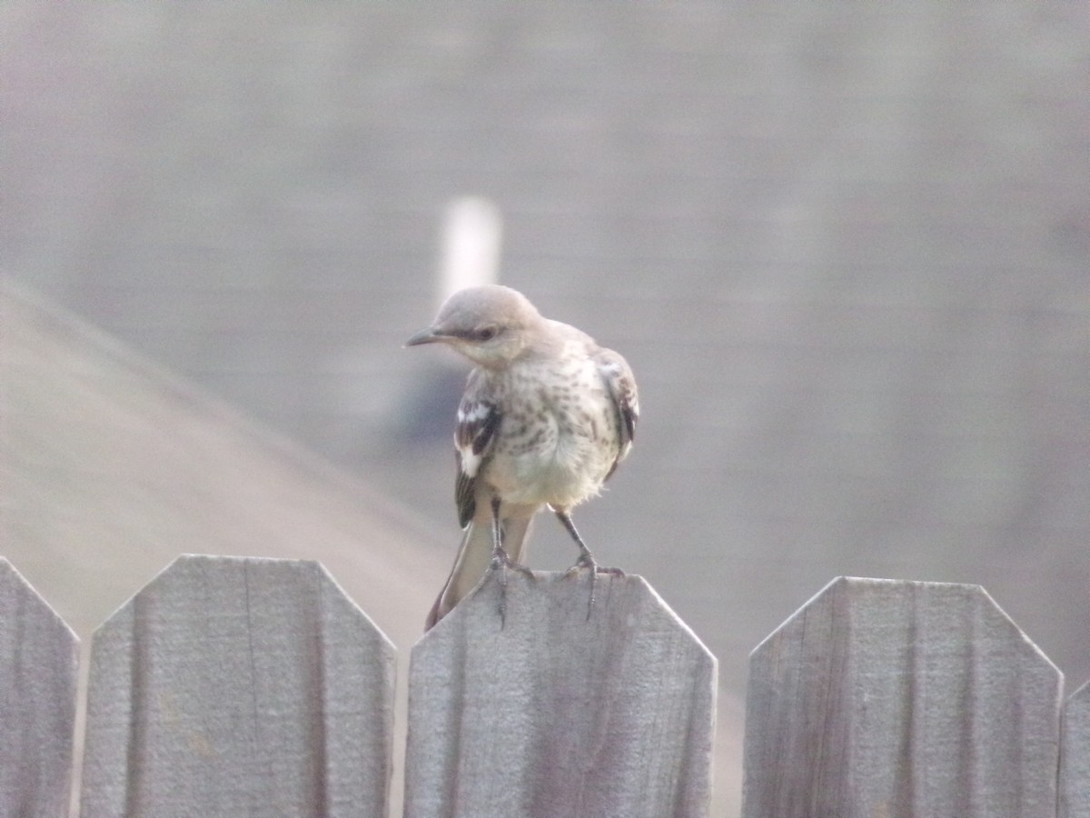 Northern Mockingbird - ML620000924