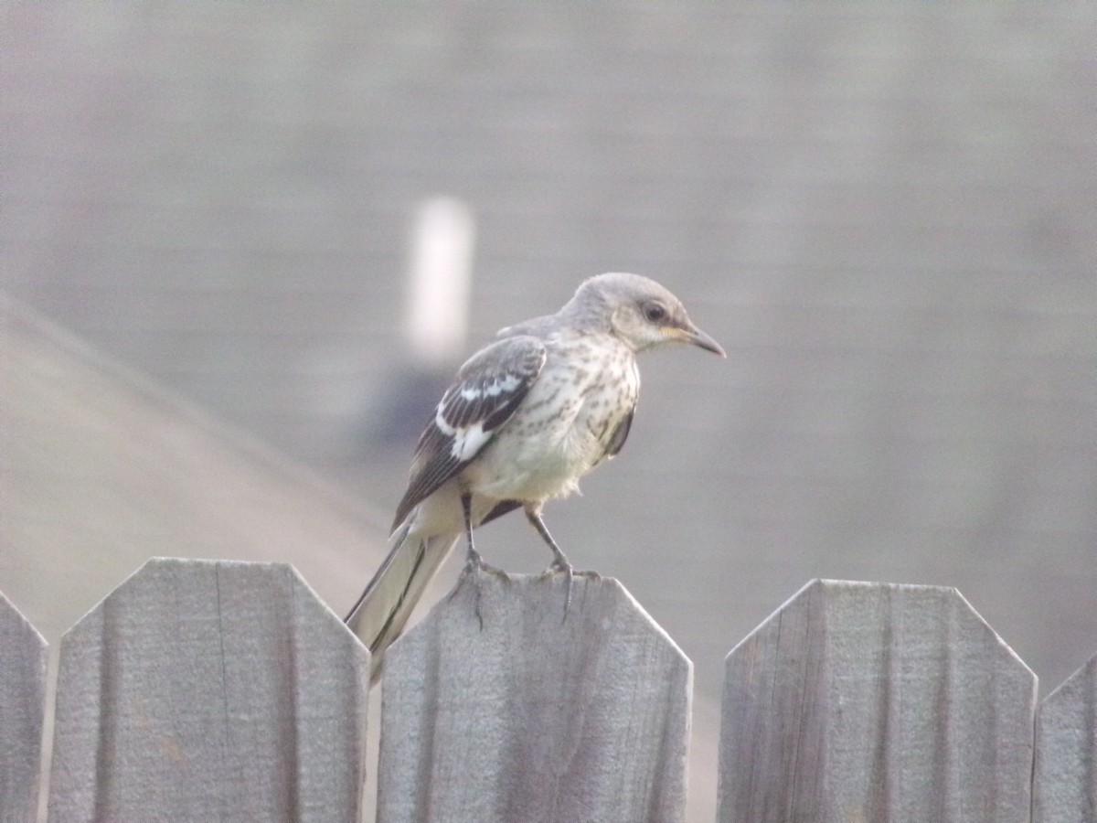 Northern Mockingbird - ML620000926